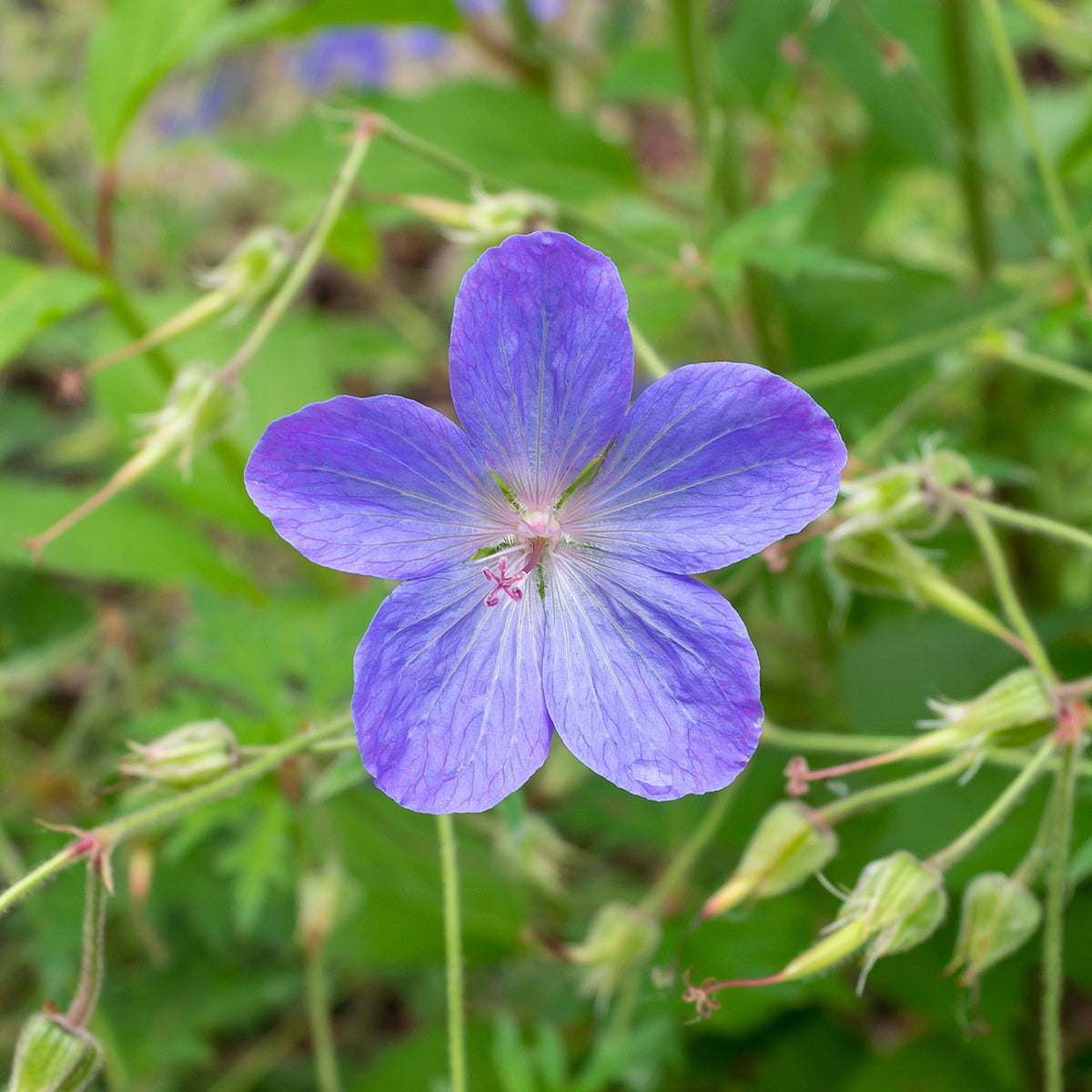Géranium vivace Johnsons Blue - Geranium johnson's blue - Bakker