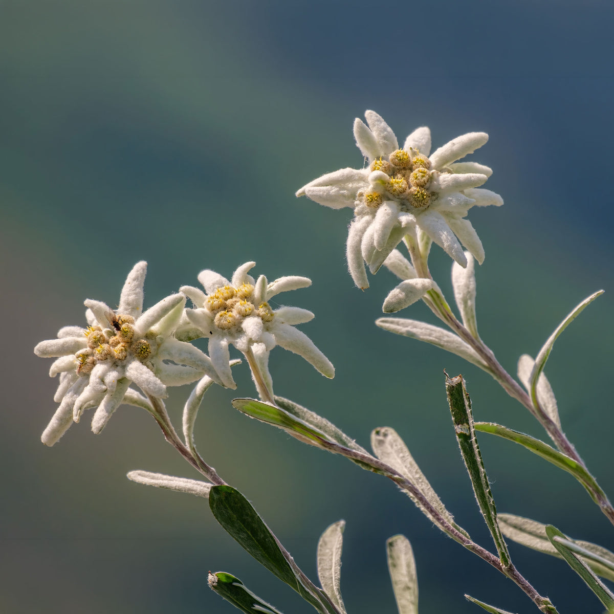 Edelweiss des Alpes - Plantes vivaces - Bakker