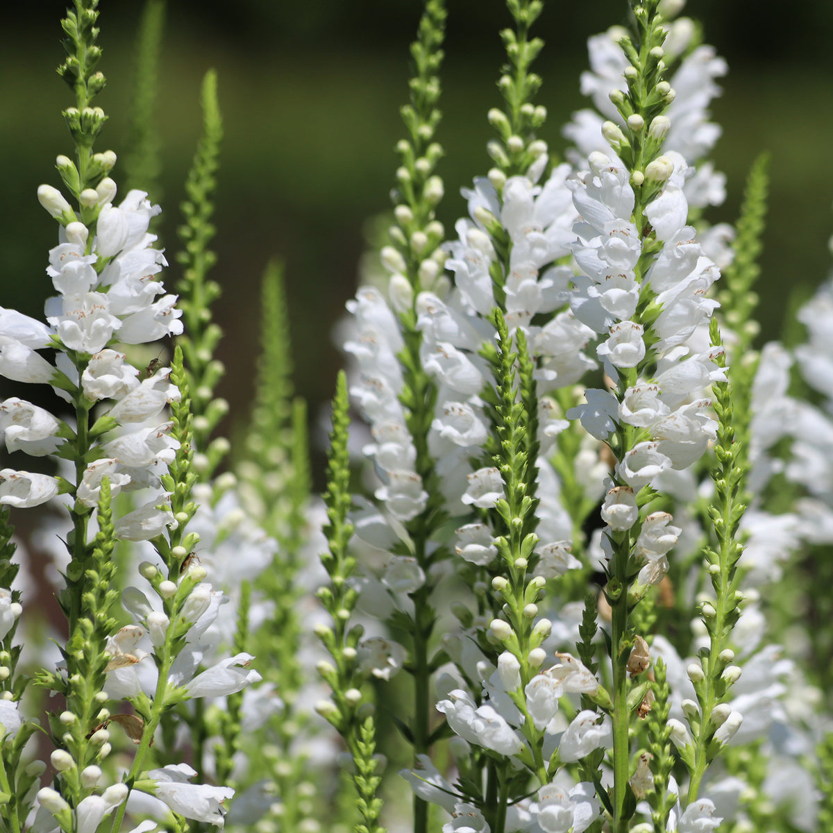 Cataleptique 'Alba'