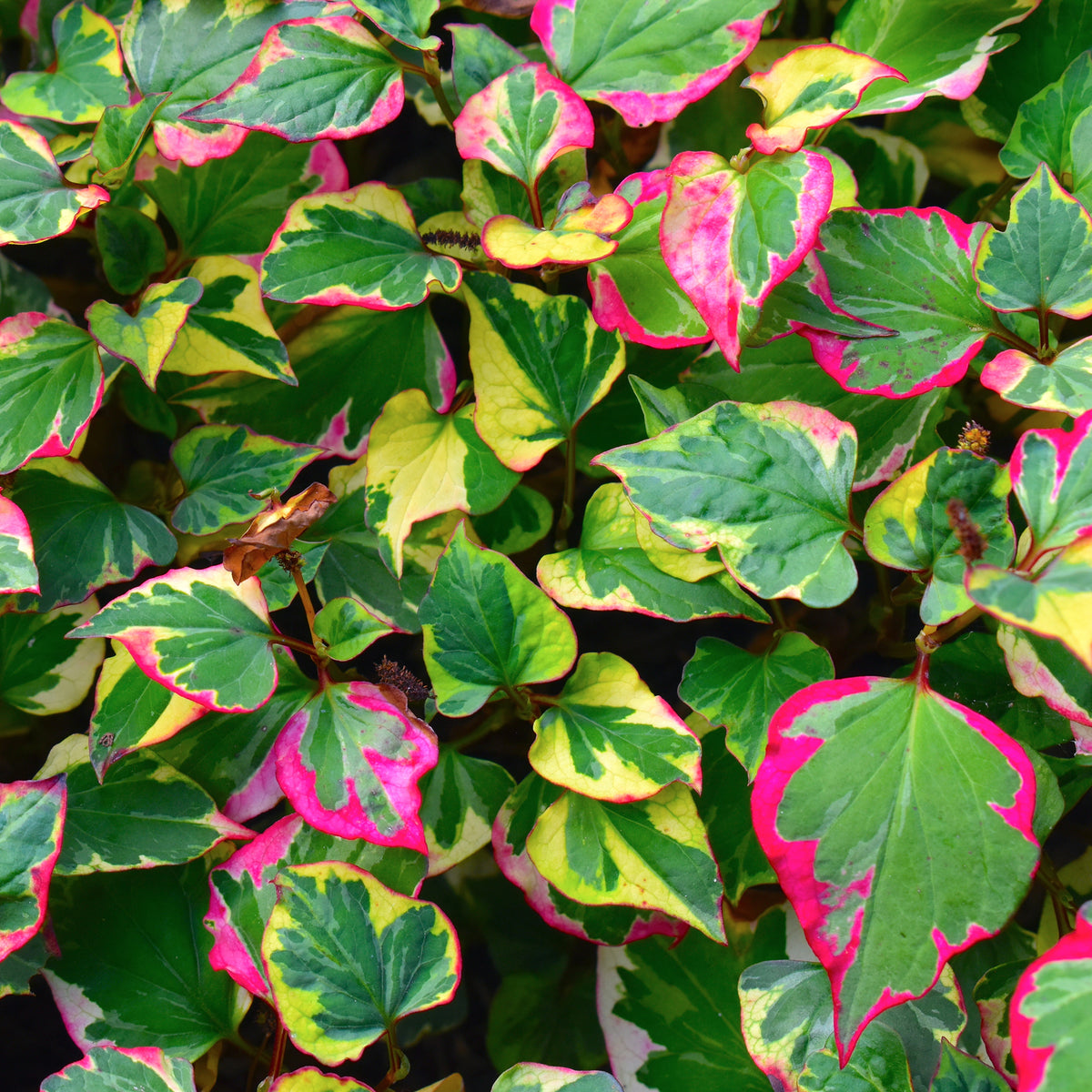 Houttuynia cordata chameleon - Houttuynia cordata 'Chameleon' - Toutes les plantes de bassin