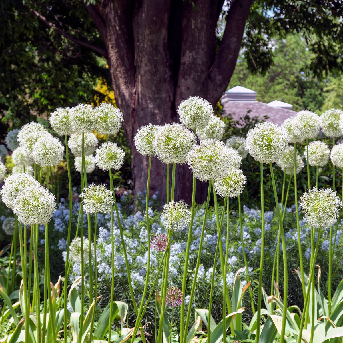 Bulbes d'Allium - 2 Alliums Mount Everest - Allium stipitatum mount everest