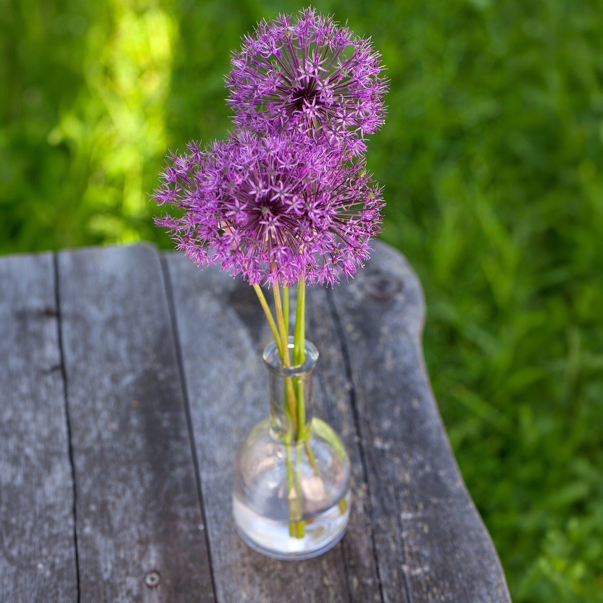 Vente 10 Alliums Purple sensation - Allium aflatunense Purple Sensation