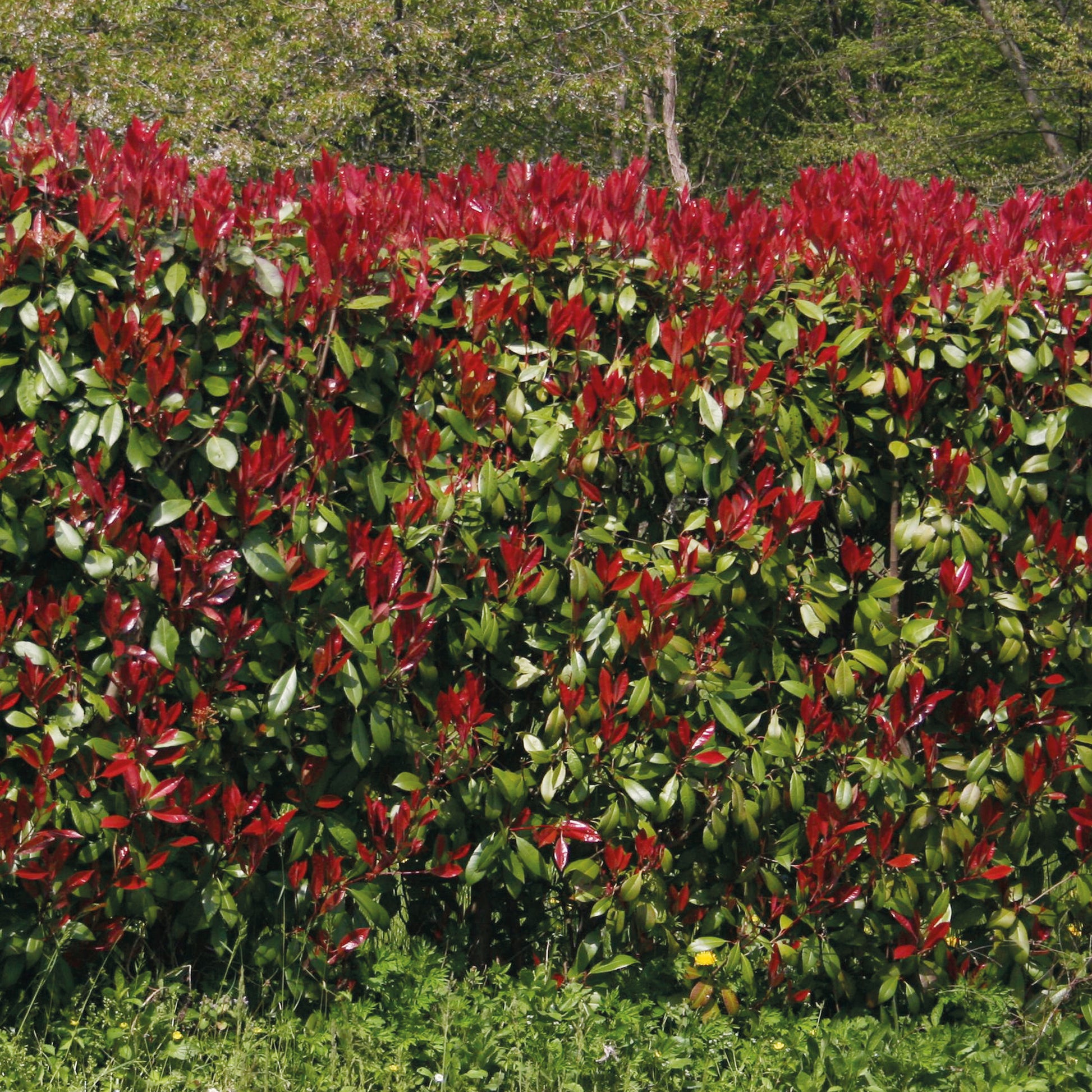 Photinia fraseri Red Robin - Haie de 3 Photinias Red Robin - Photinia