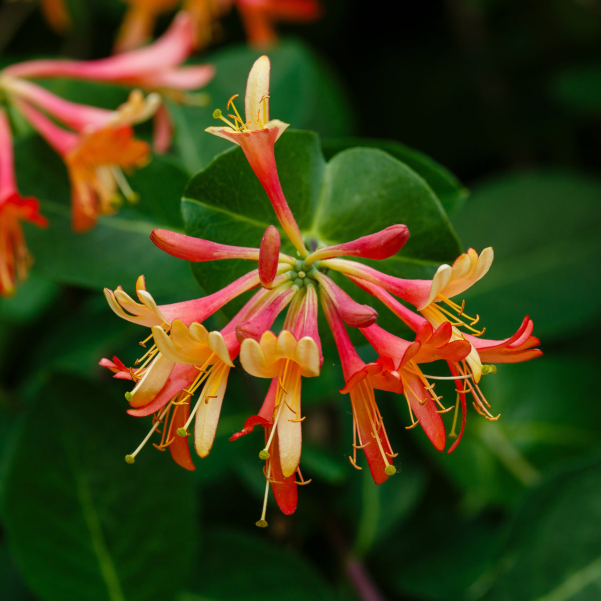 Chèvrefeuille grimpant 'Dropmore Scarlet'