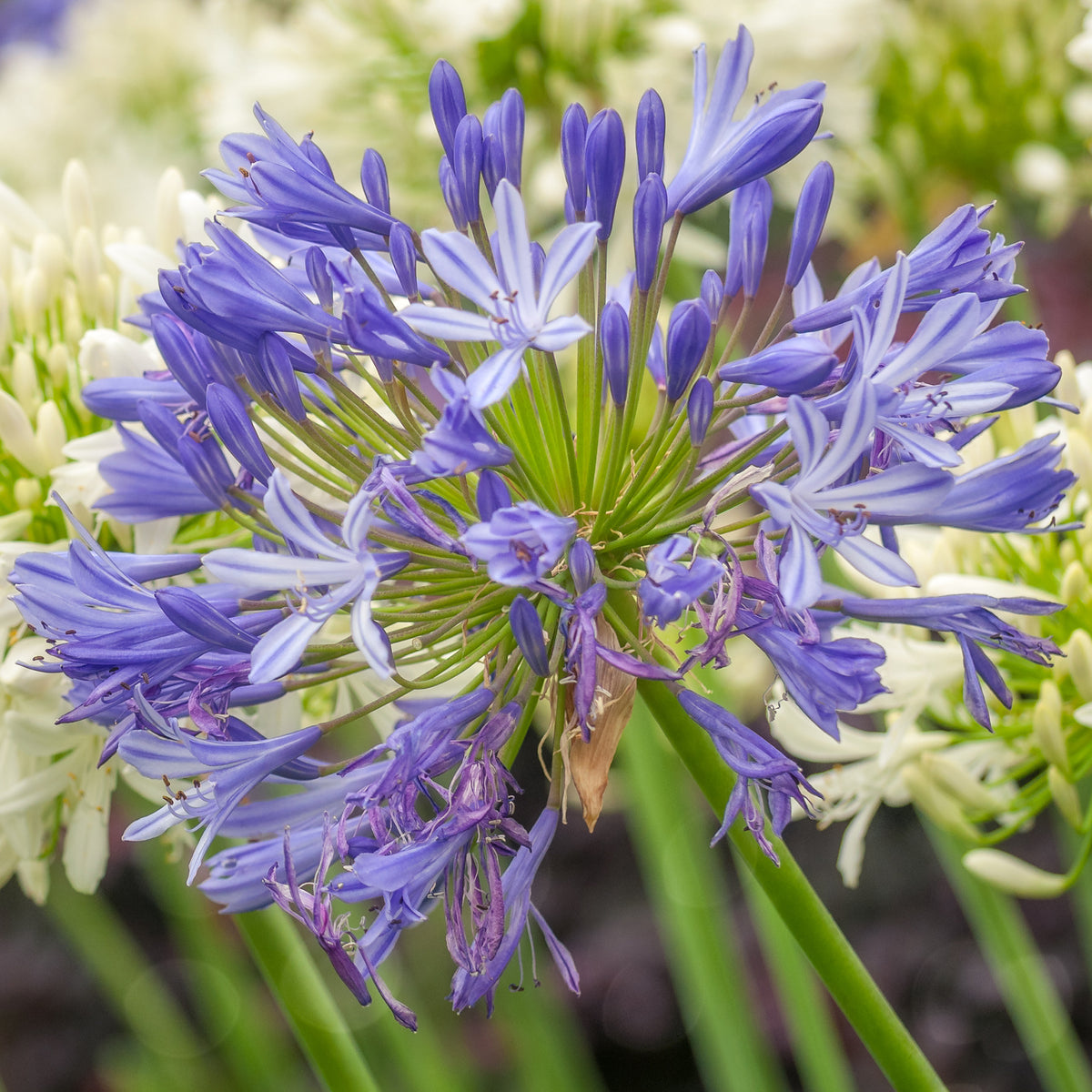 3 Agapanthes bleues