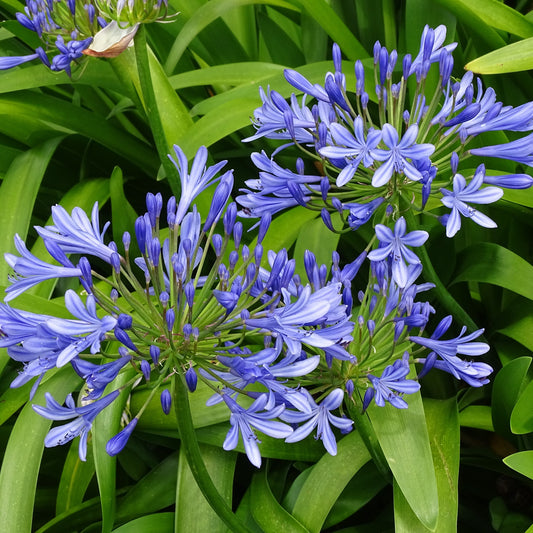 3 Agapanthes bleues - Bakker