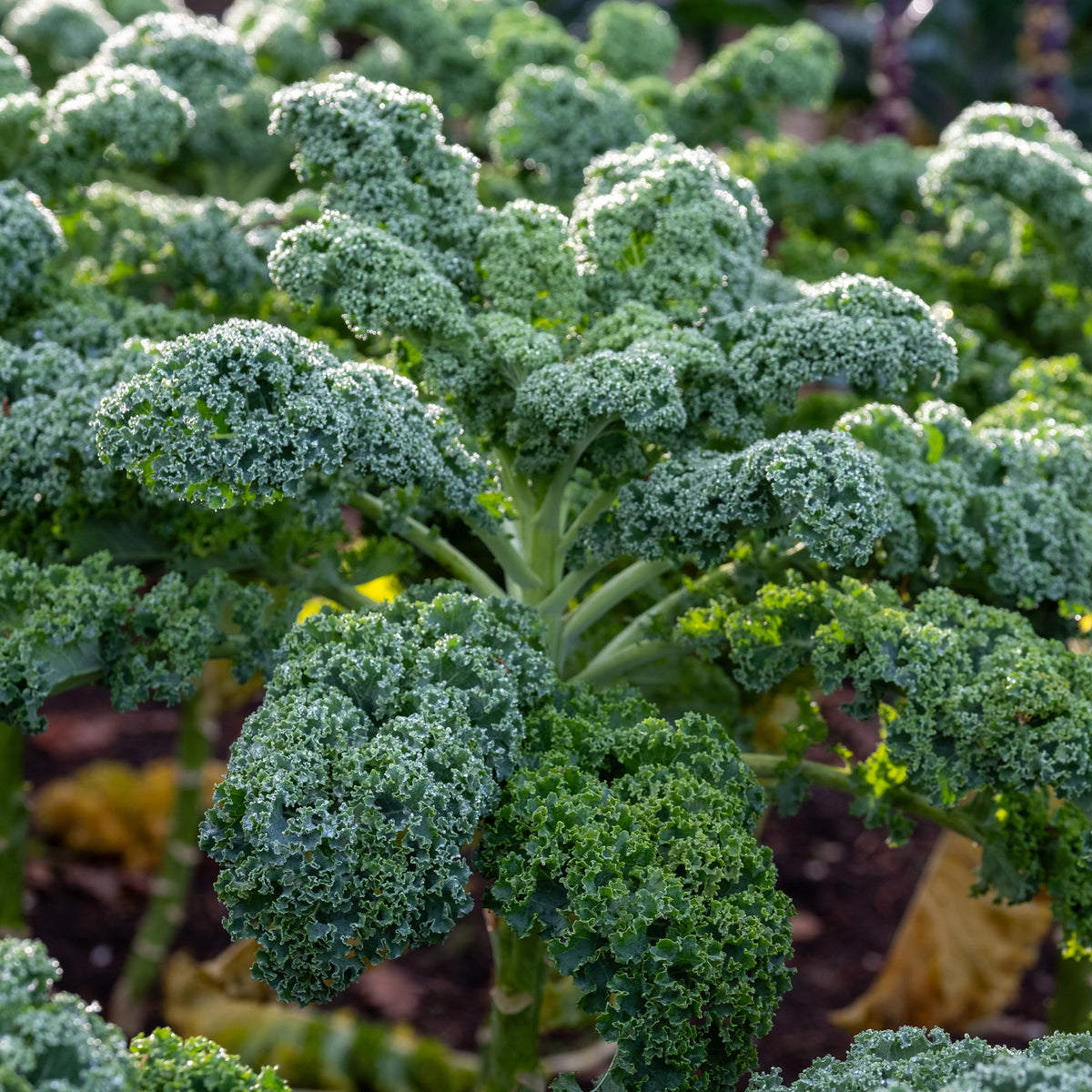 Chou Frisé d'Automne tardif 'Westlandse Herfst late' - Brassica oleracea sabauda Westlandse Herfst Kale - Bakker