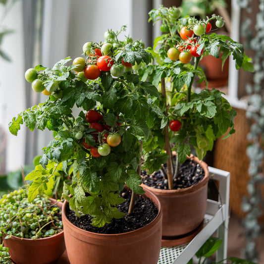Tomate cerise 'Tiny Tim' - Bakker