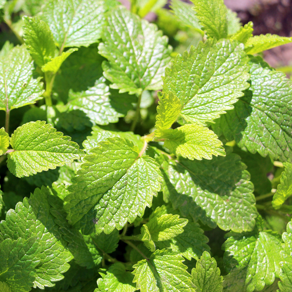 Mélisse citronnelle bio - Melissa officinalis citrina - Bakker