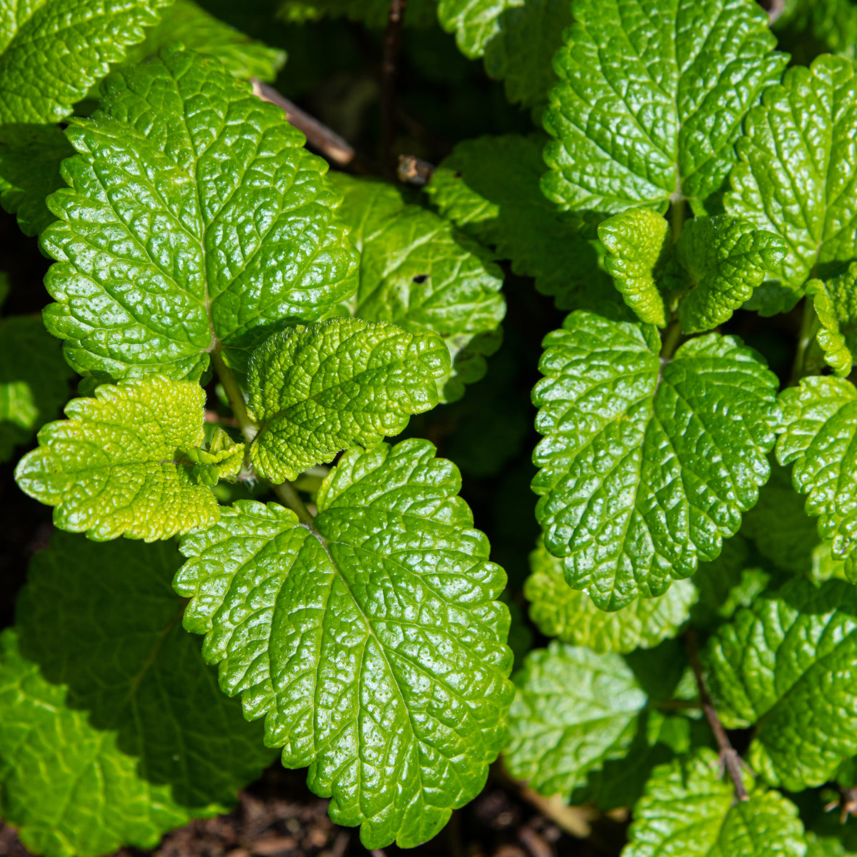Mélisse citronnelle bio - Bakker
