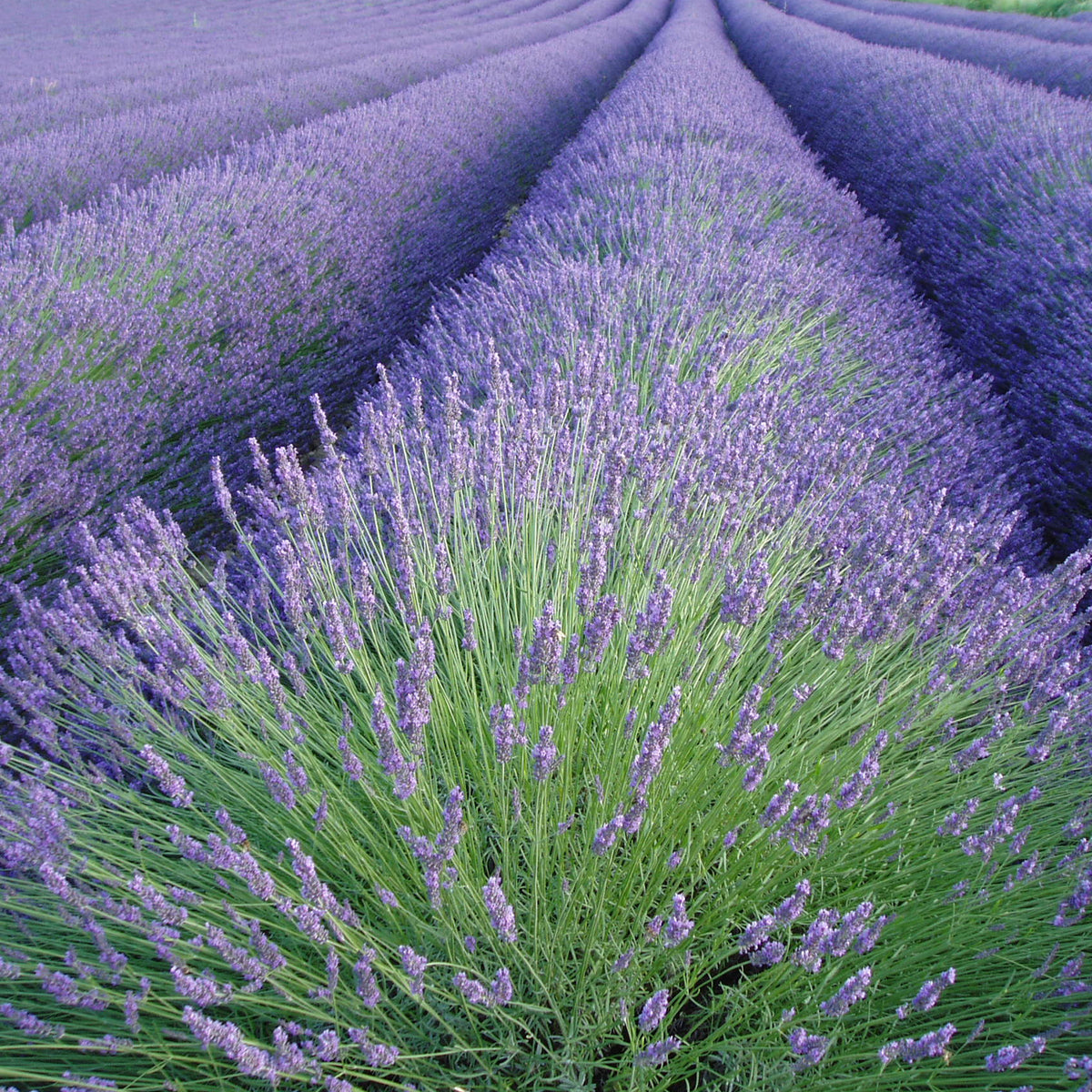 Lavande vraie - Lavandula angustifolia - Bakker