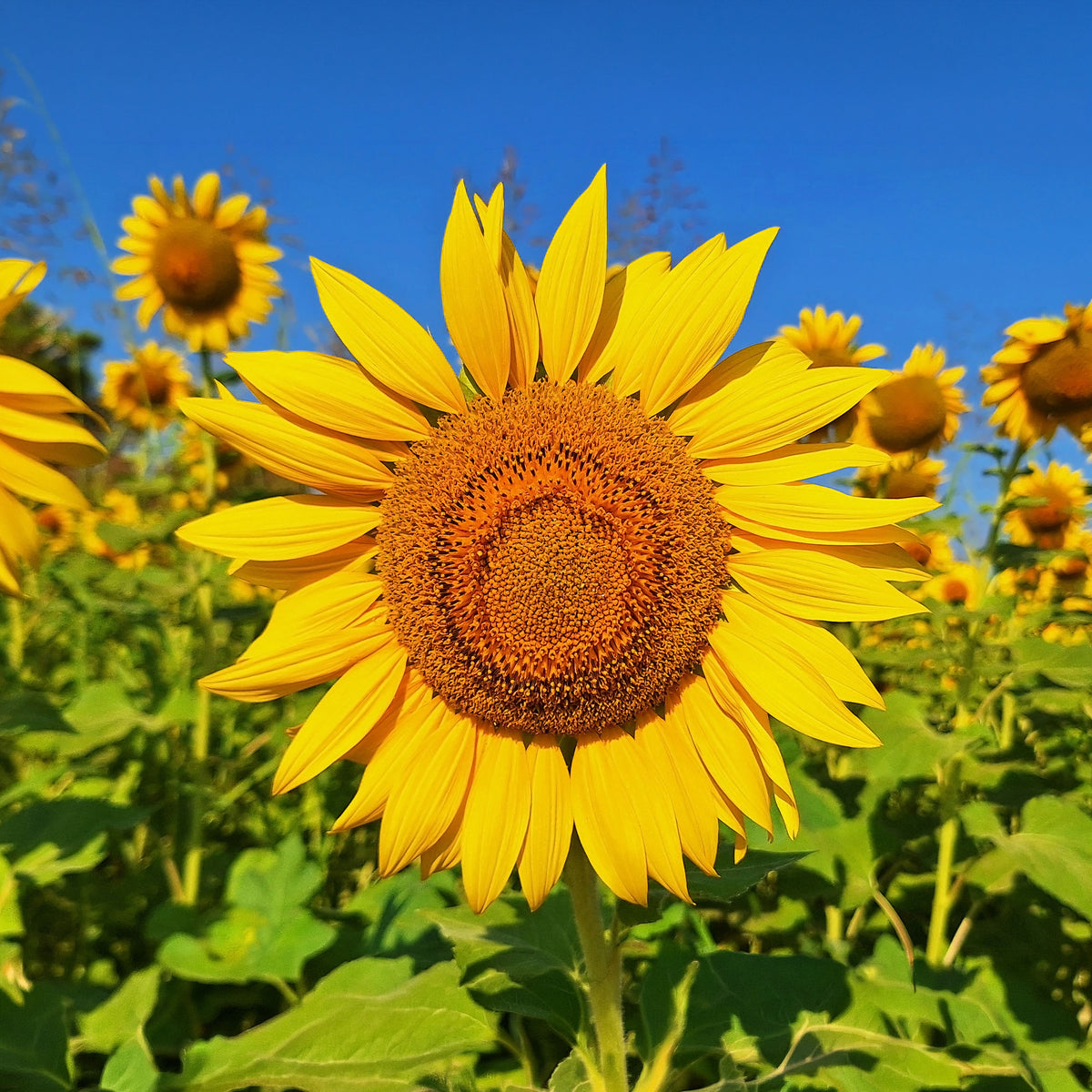 Tournesol à fleur géante 'Uniflorus Giganteus' BIO - Helianthus annuus giganteus - Bakker
