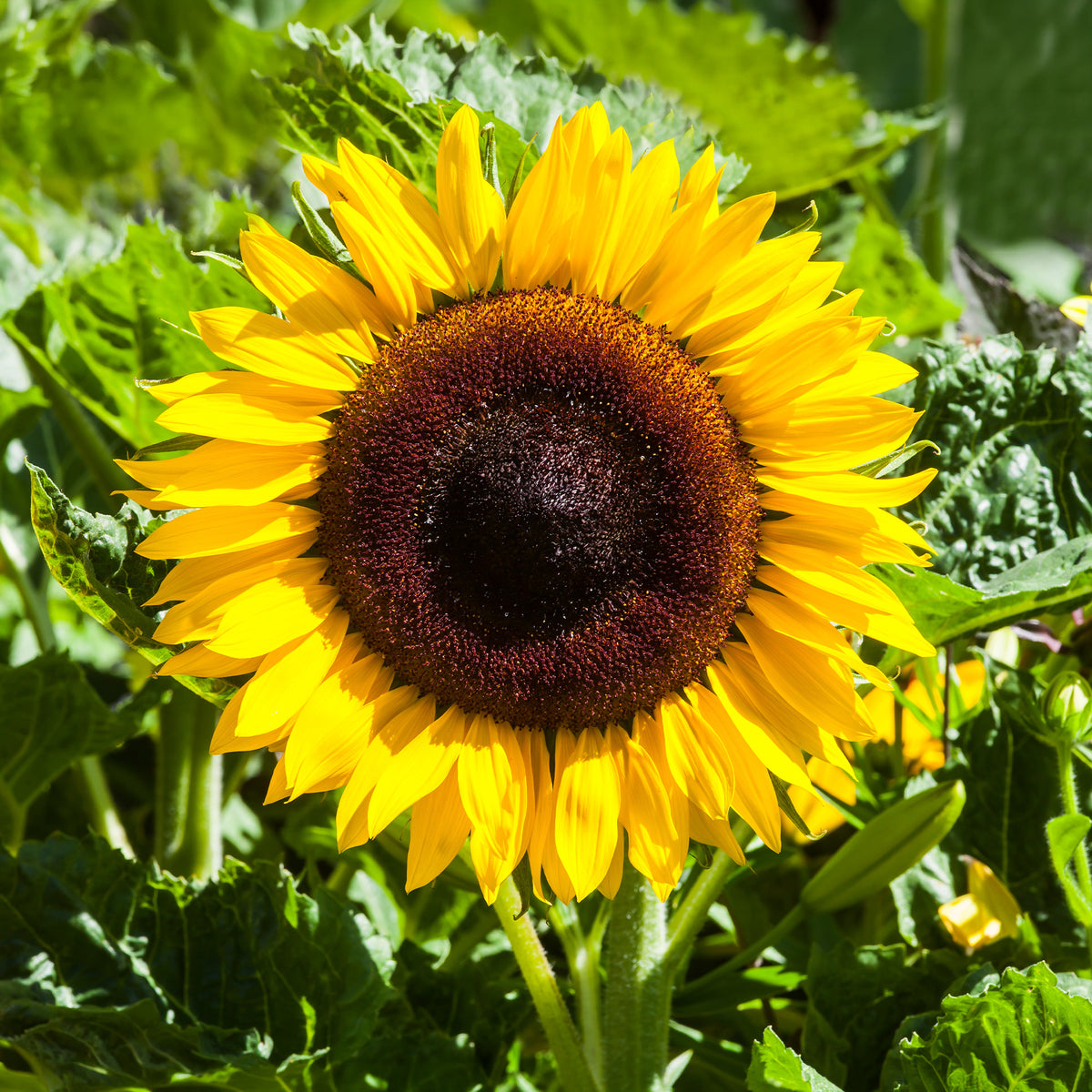 Tournesol à fleur géante 'Uniflorus Giganteus' BIO - Bakker