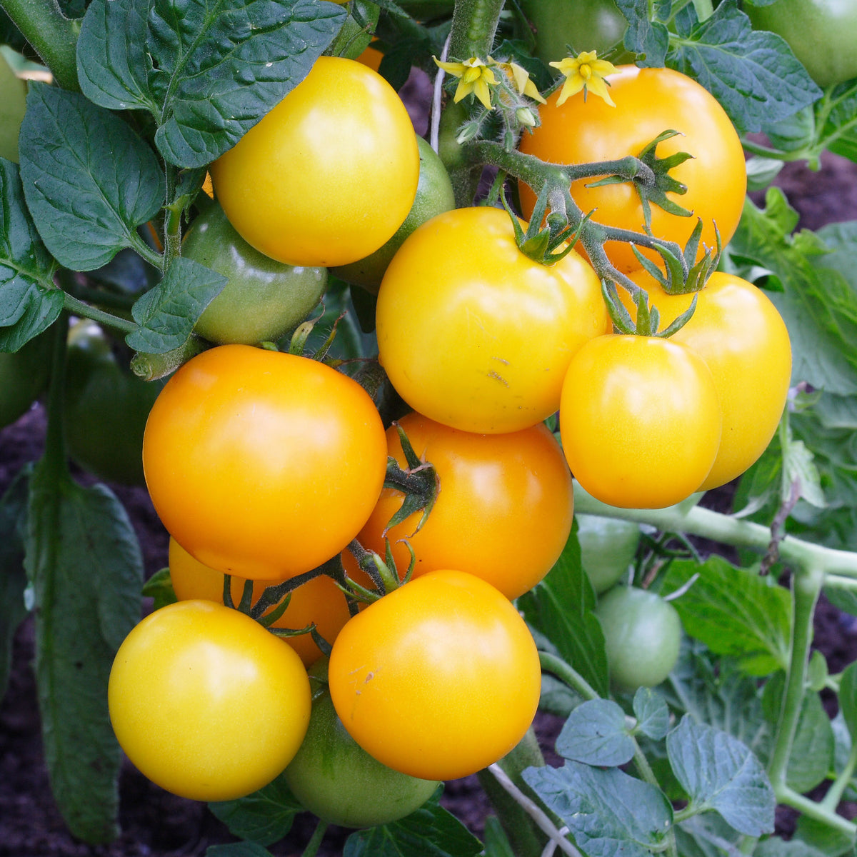 Graines de tomates - Tomate Cocktail Raisins jaunes - Solanum lycopersicum cocktail raisins jaunes