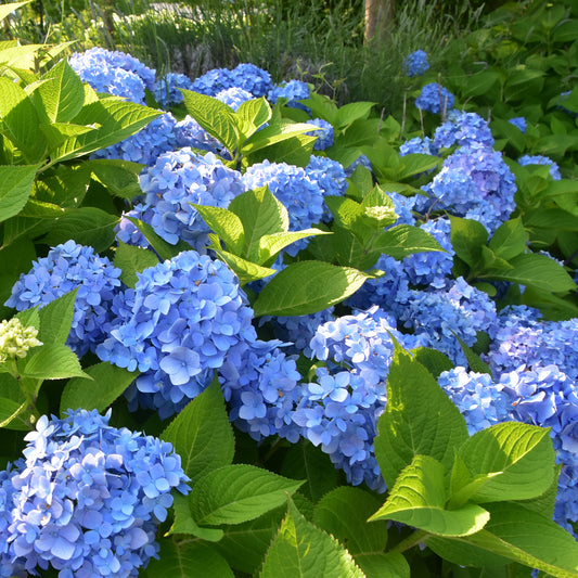 Hortensia bleu - Hydrangea macrophylla - Bakker