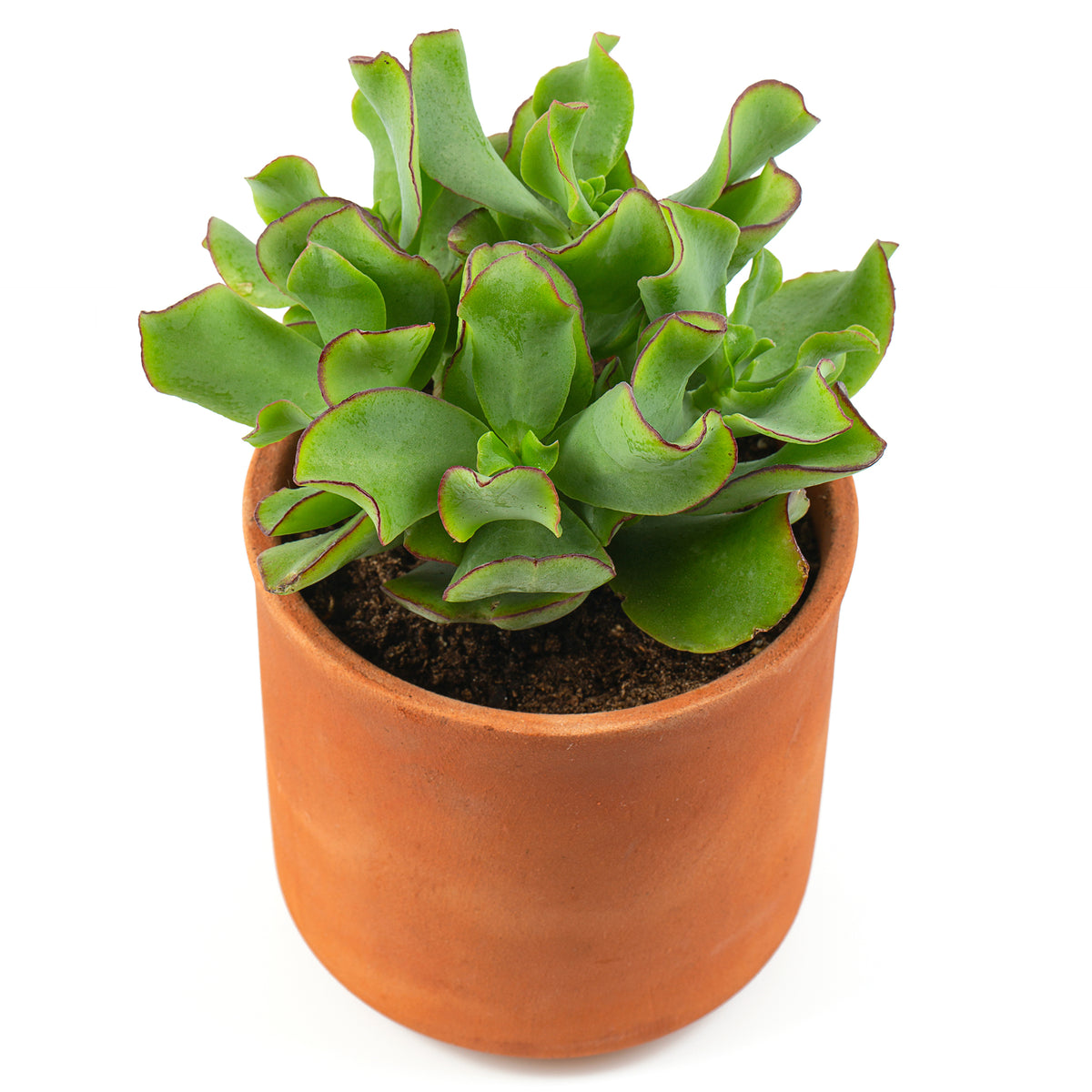 Crassula Arborescens 'Curly Green' - Bakker