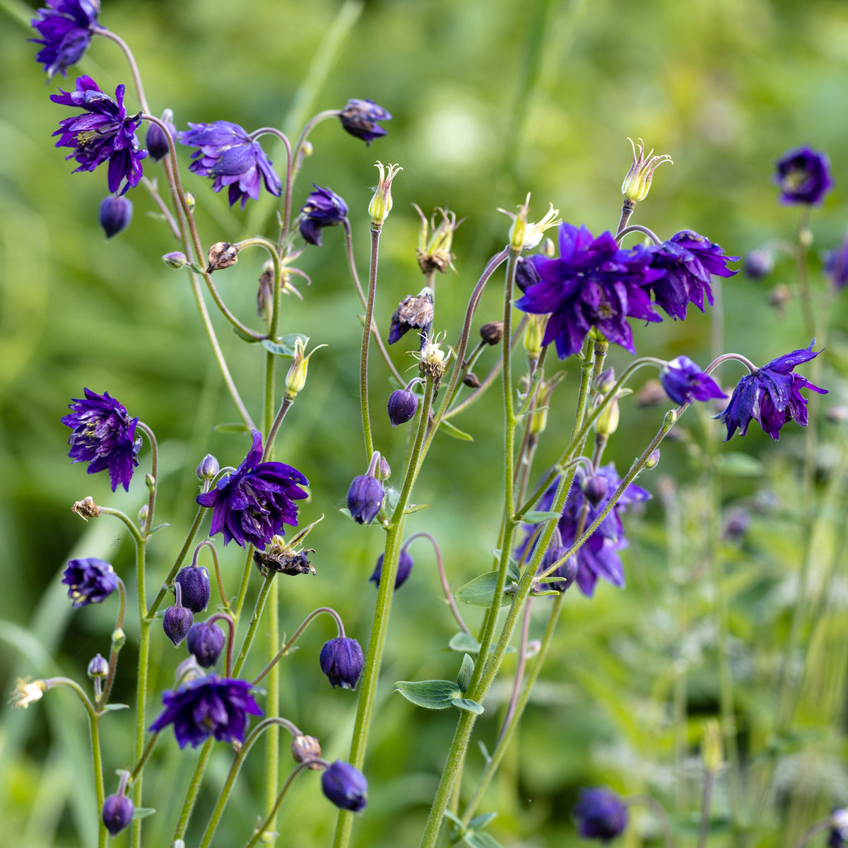 Ancolie Hybride 'Blue Barlow' - Aquilegia vulgaris Blue Barlow - Bakker