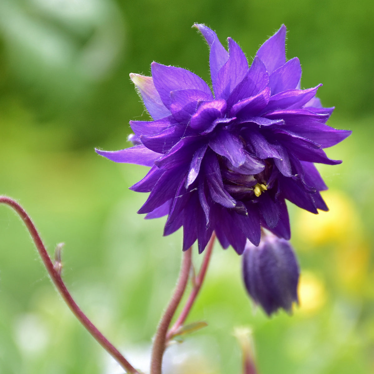 Ancolie - Ancolie Hybride 'Blue Barlow' - Aquilegia vulgaris Blue Barlow