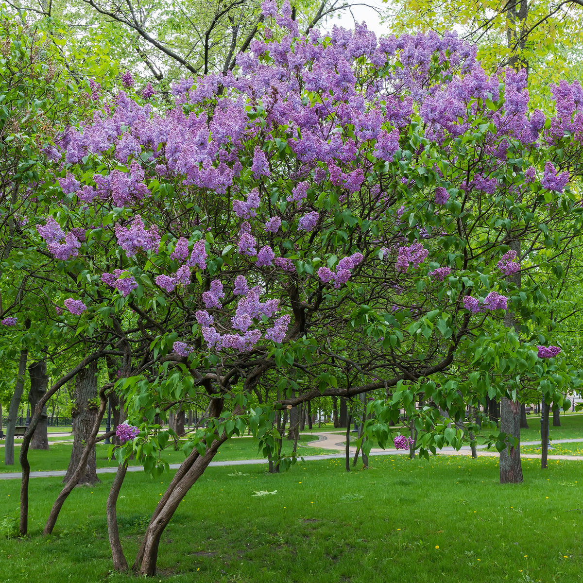 Lilas commun - Bakker