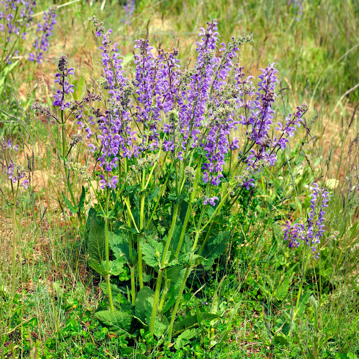 Vente Sauge des prés - Salvia pratensis