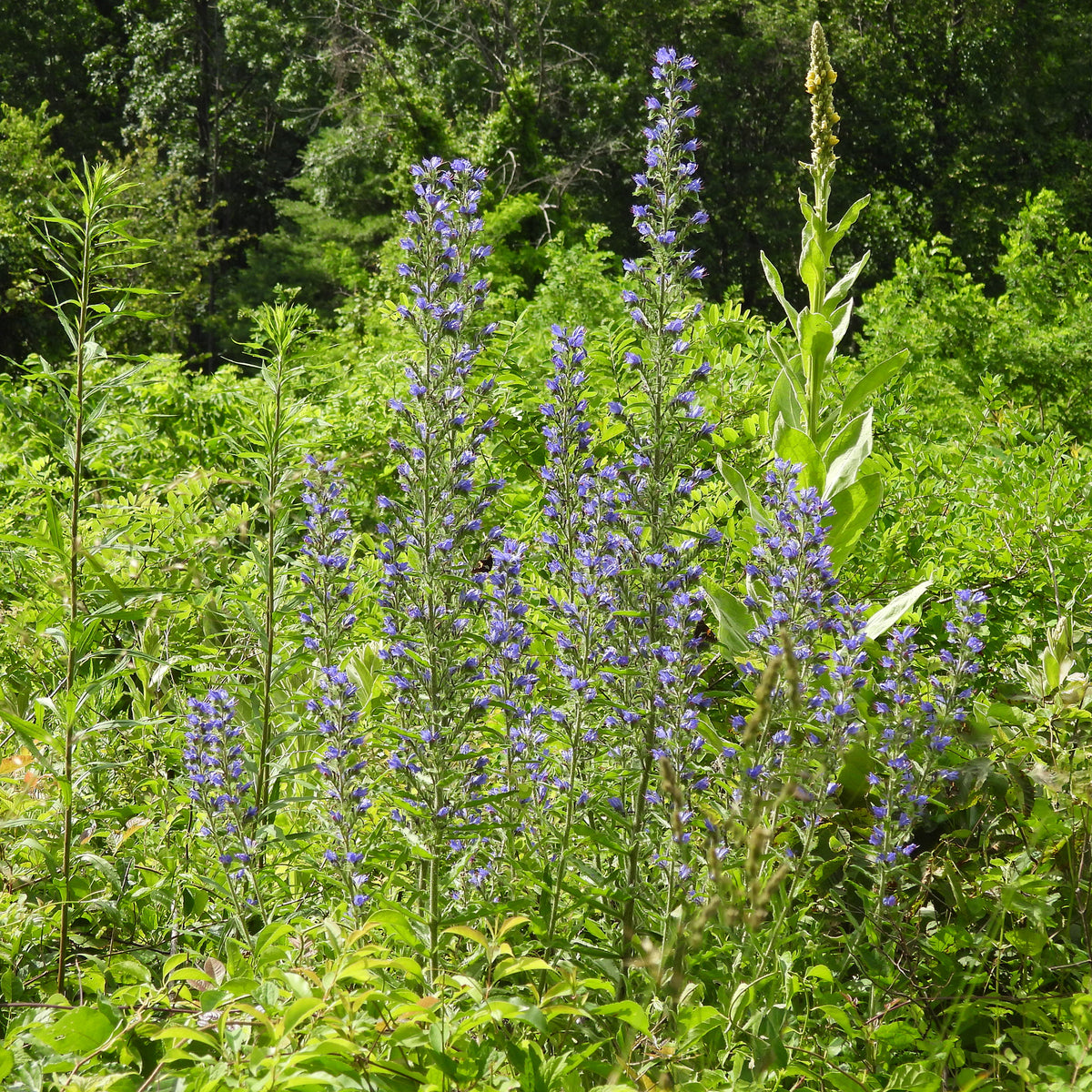 Echium vulgare - Vipérine commune - Plantes vivaces