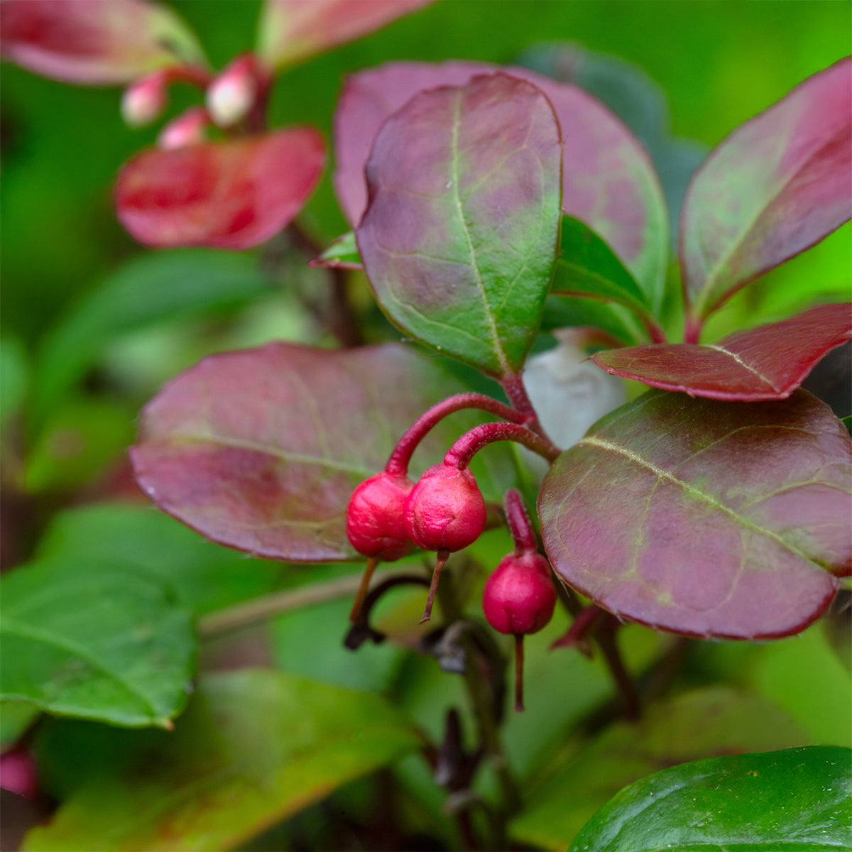 Gaultheria procumbens Big Berry - Gaultheria 'Big Berry' - Arbustes fleuris