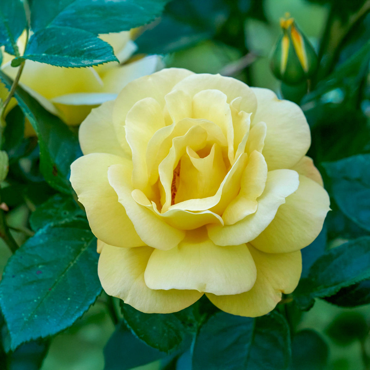 Rosier buisson 'Arthur Bell' - Rosa arthur bell - Bakker