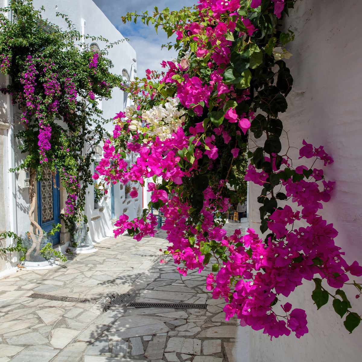 Vente Bougainvillier rose - Bougainvillea pink