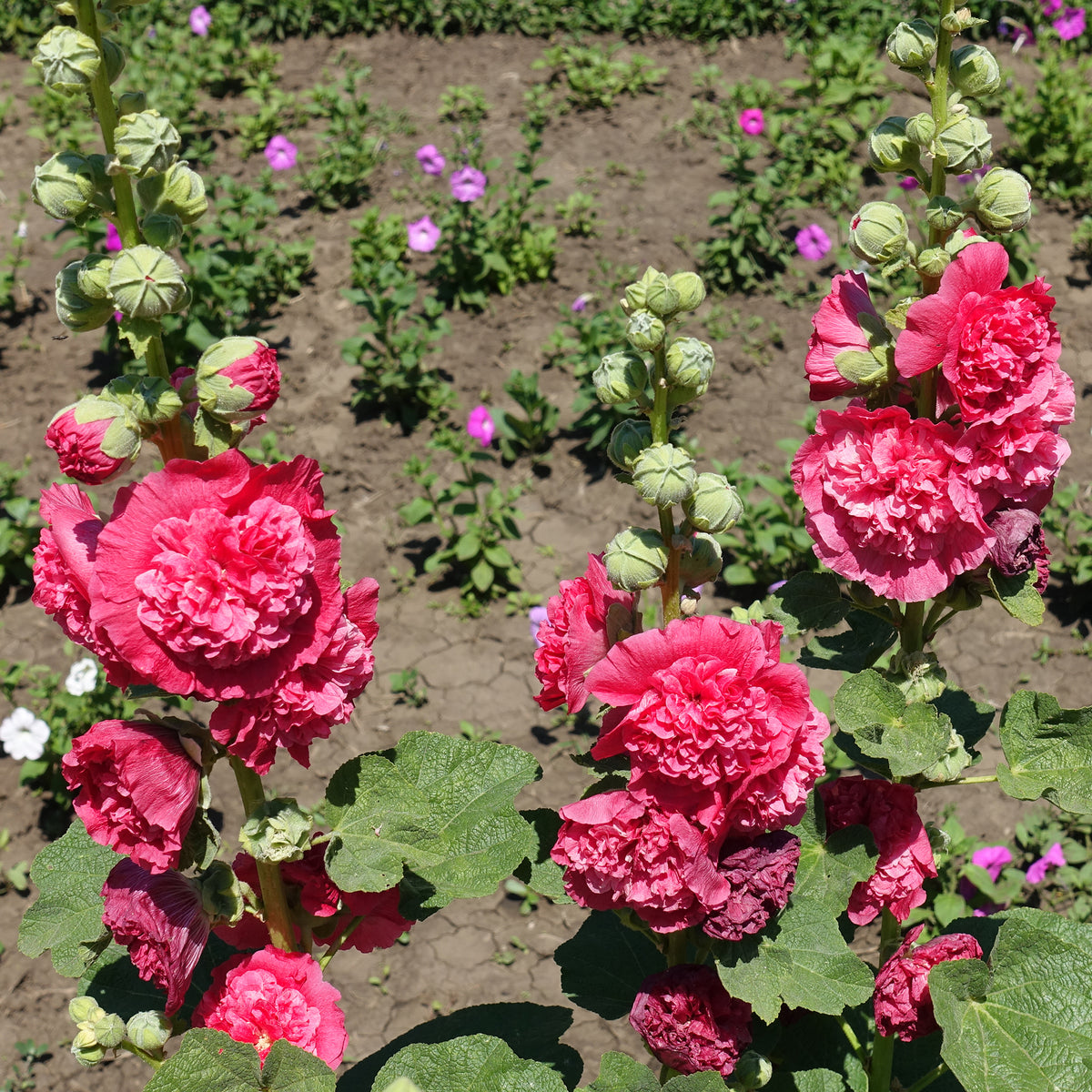 Rose trémière double Rouge