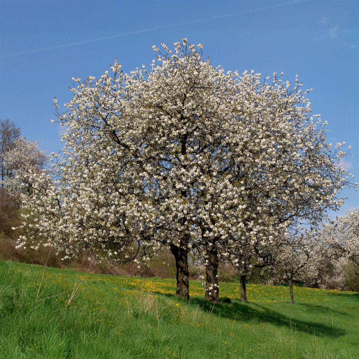 Prunus avium - Merisier des oiseaux - Arbres fleuris