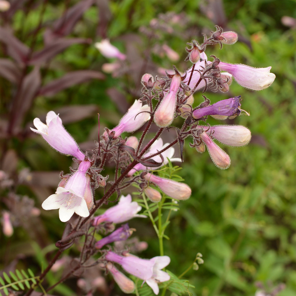 Galane Dark Towers - Penstemon - Penstemon digitalis husker red - Bakker