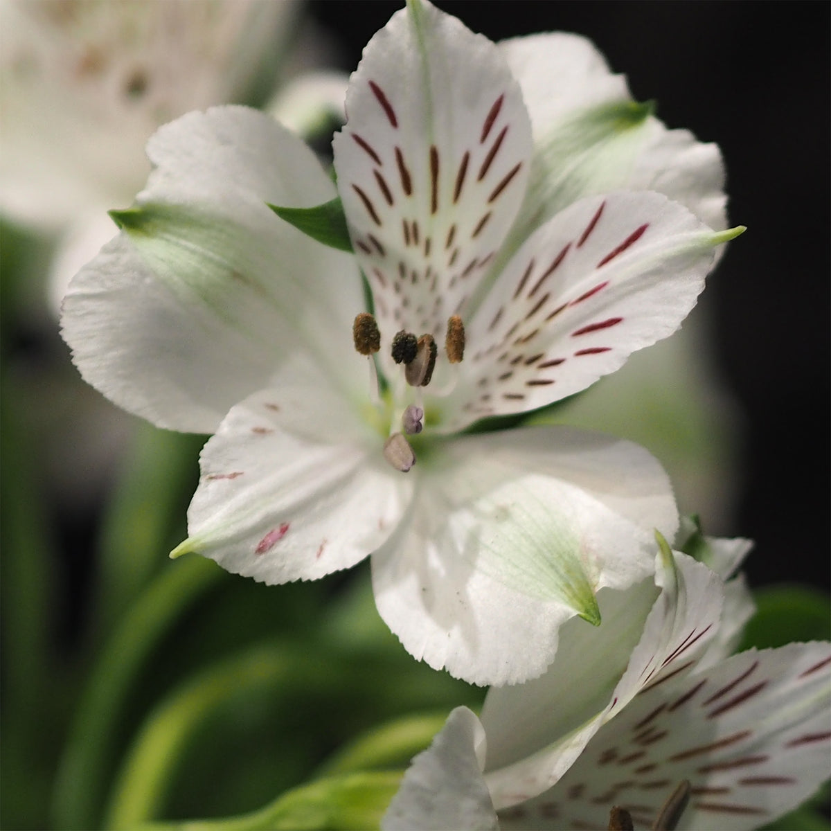 Alstroemeria Majestic Mazé - Lys des Incas - Alstroemères Majestic Mazé ® - Alstroemère