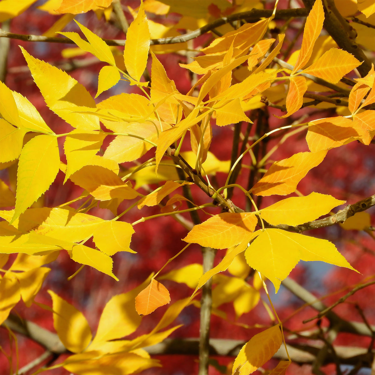 Frêne d'Amérique Skyline - Fraxinus americana Skyline - Bakker