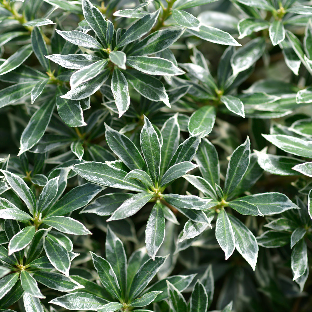 Andromède du Japon Ralto Rose® - Pieris - Bakker