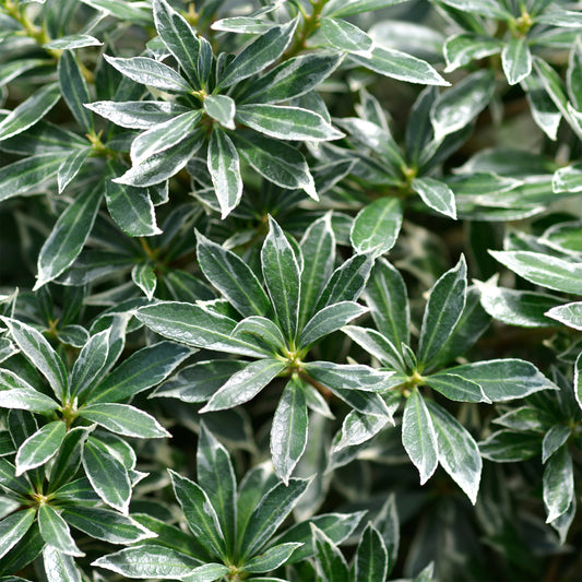 Andromède du Japon Ralto Rose® - Pieris - Bakker