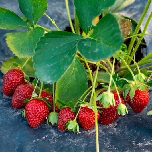 Fraisier remontant Anaïs - Bakker
