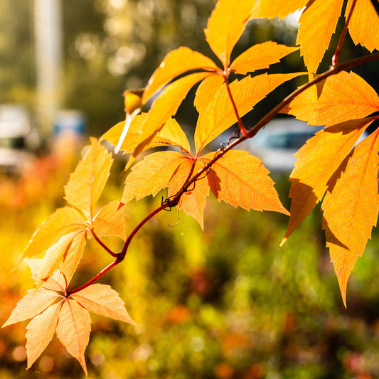 Vigne vierge Yellow Wall® - Bakker