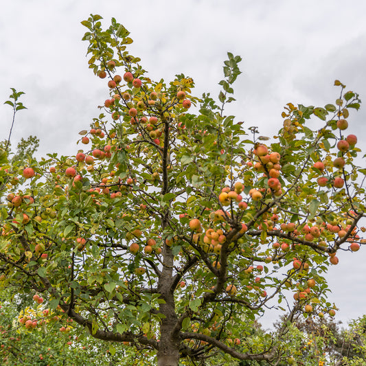 Pommier Gravenstein - Bakker