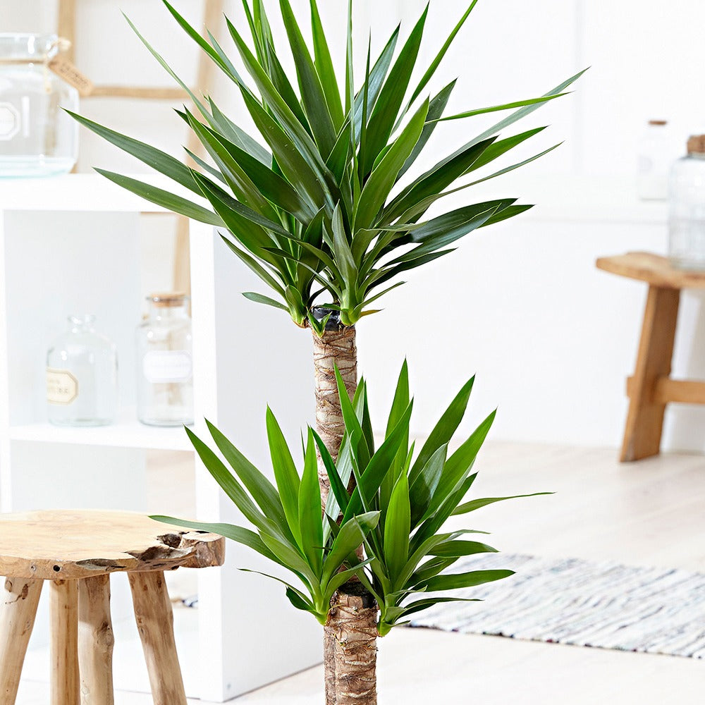 Yucca Yucca elephantipes XL 2 troncs - Yucca elephantipes - Bakker