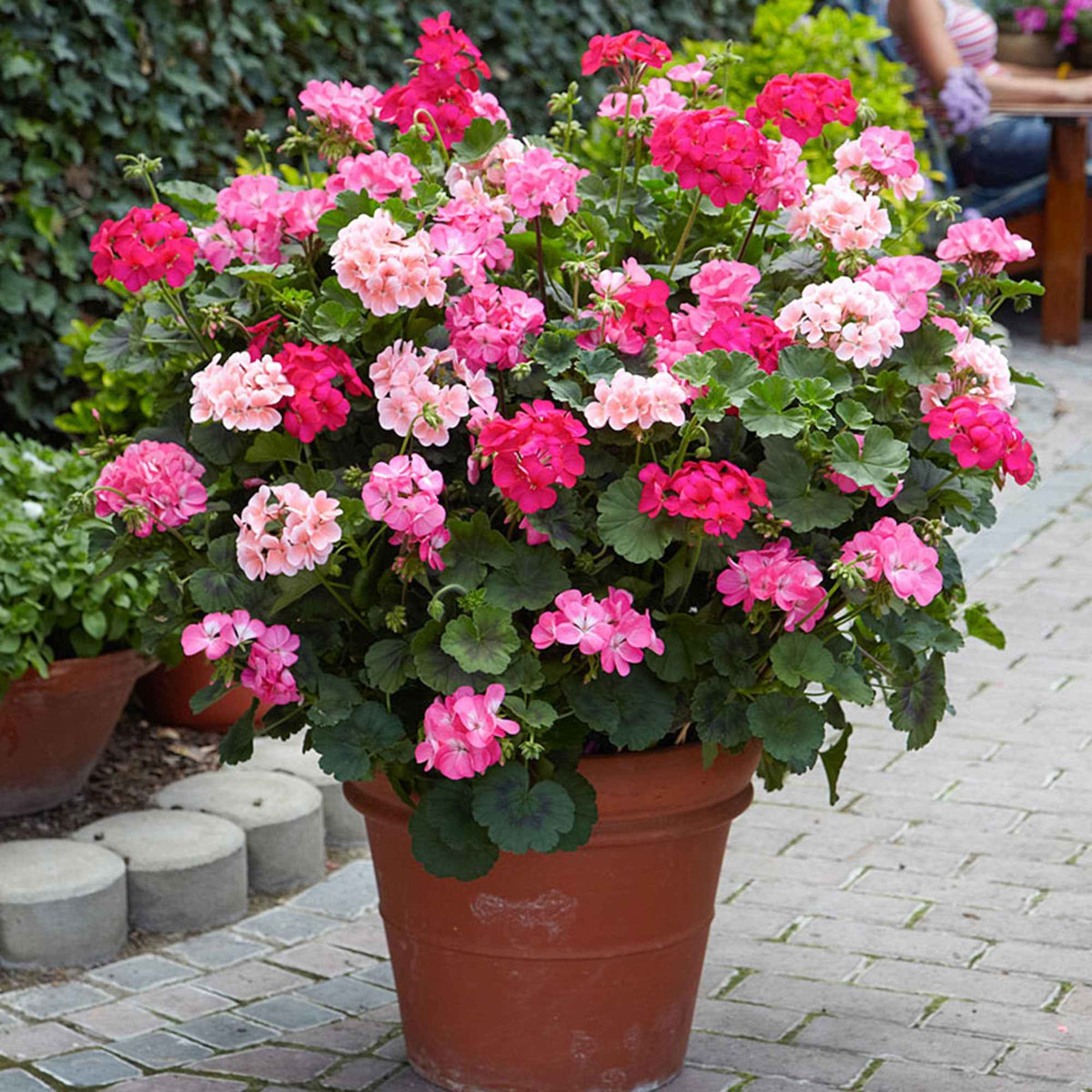 Géranium - Pélargonium - Géranium zonale rose - Pelargonium zonale
