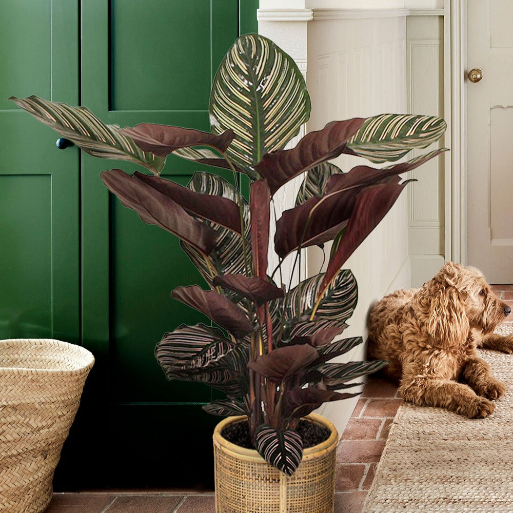 Calathea 'Ornata' XL - Calathea ornata - Bakker