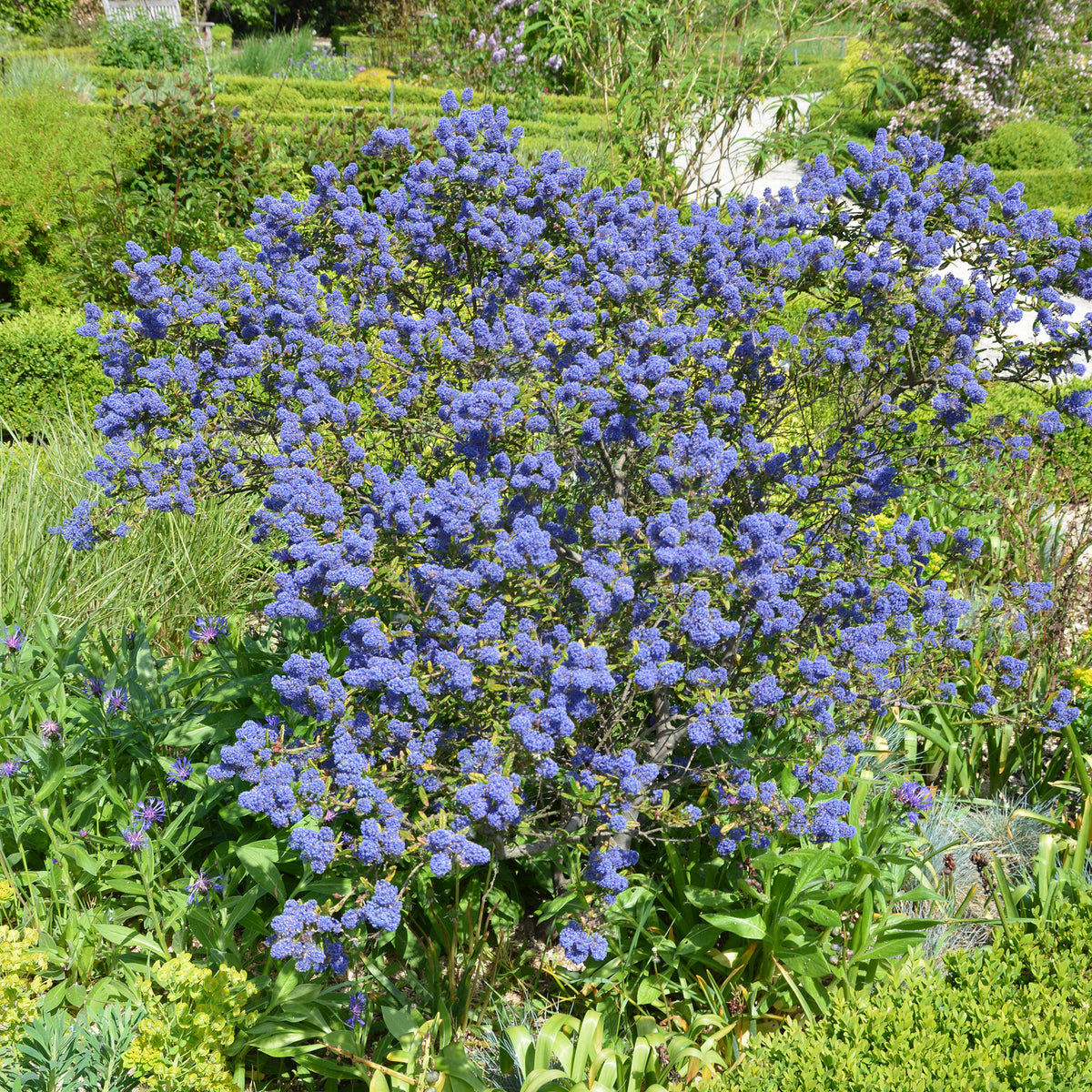 Céanothe - Lilas de californie - Céanothe Concha - Ceanothus Concha