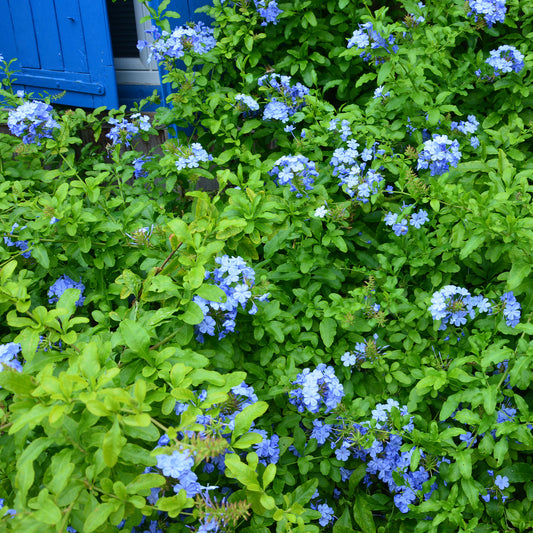 Plumbago Dark Blue - Bakker