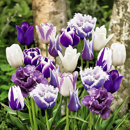 20 Tulipes Paradis en mélange - Bakker