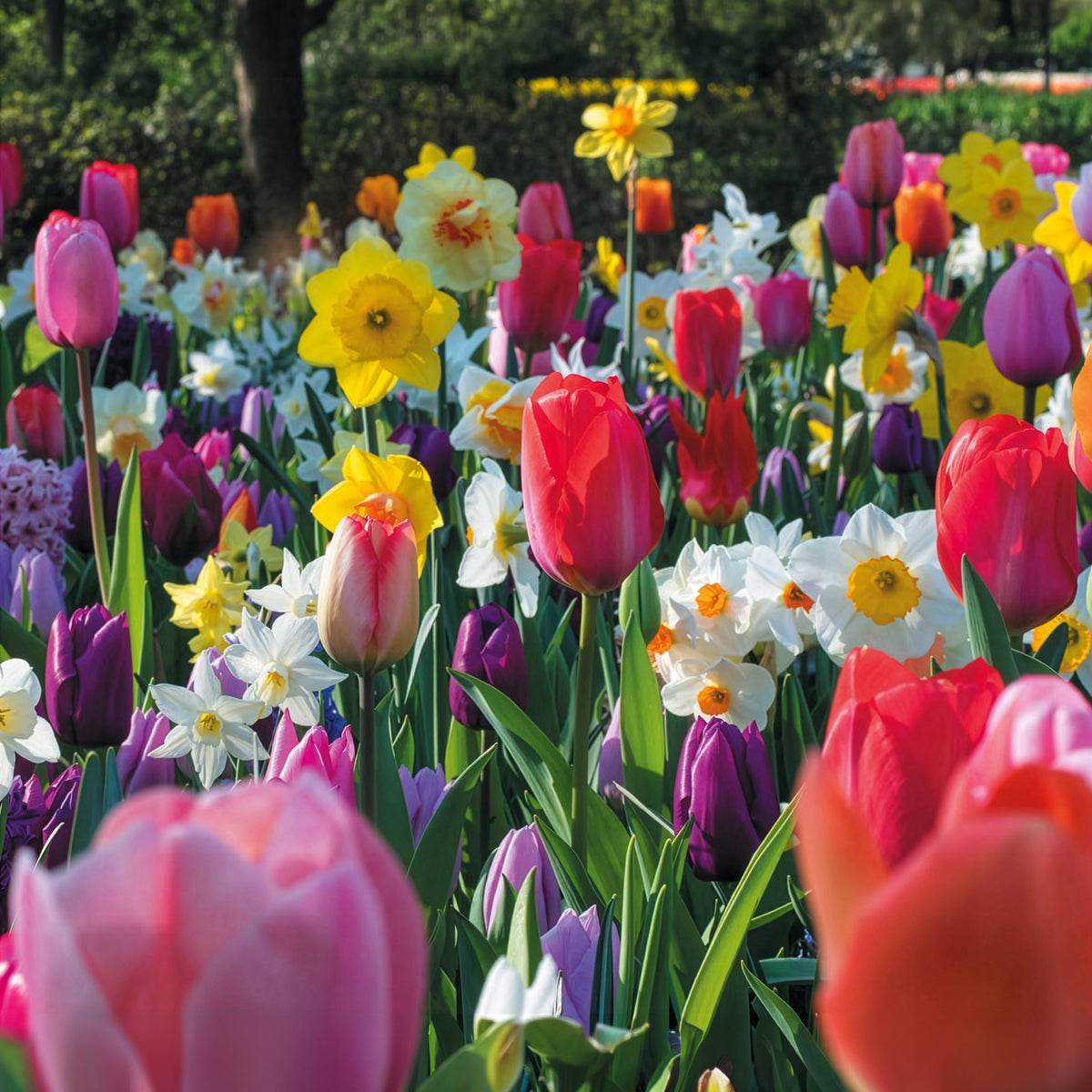 Bulbes de printemps pour massif arc-en-ciel - Bakker