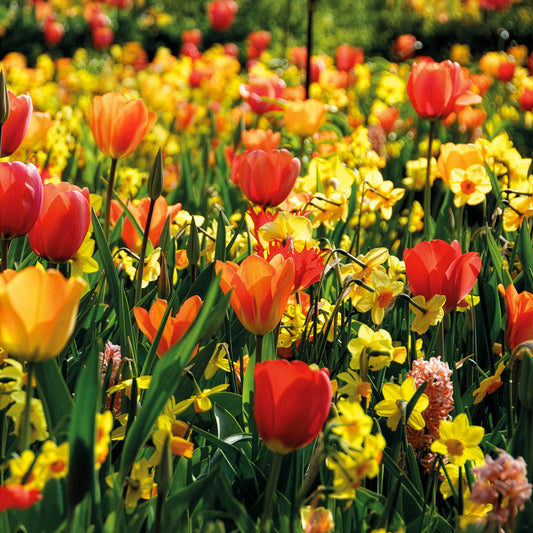 Bulbes de printemps pour massif jaune et orange - Bakker