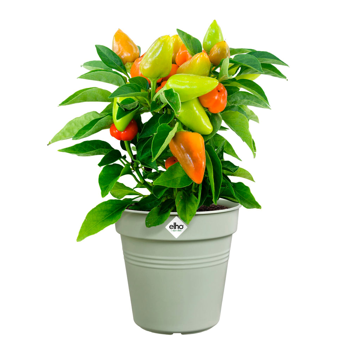 - Pot de culture Green Basics Vert pierre - Pots d'extérieur