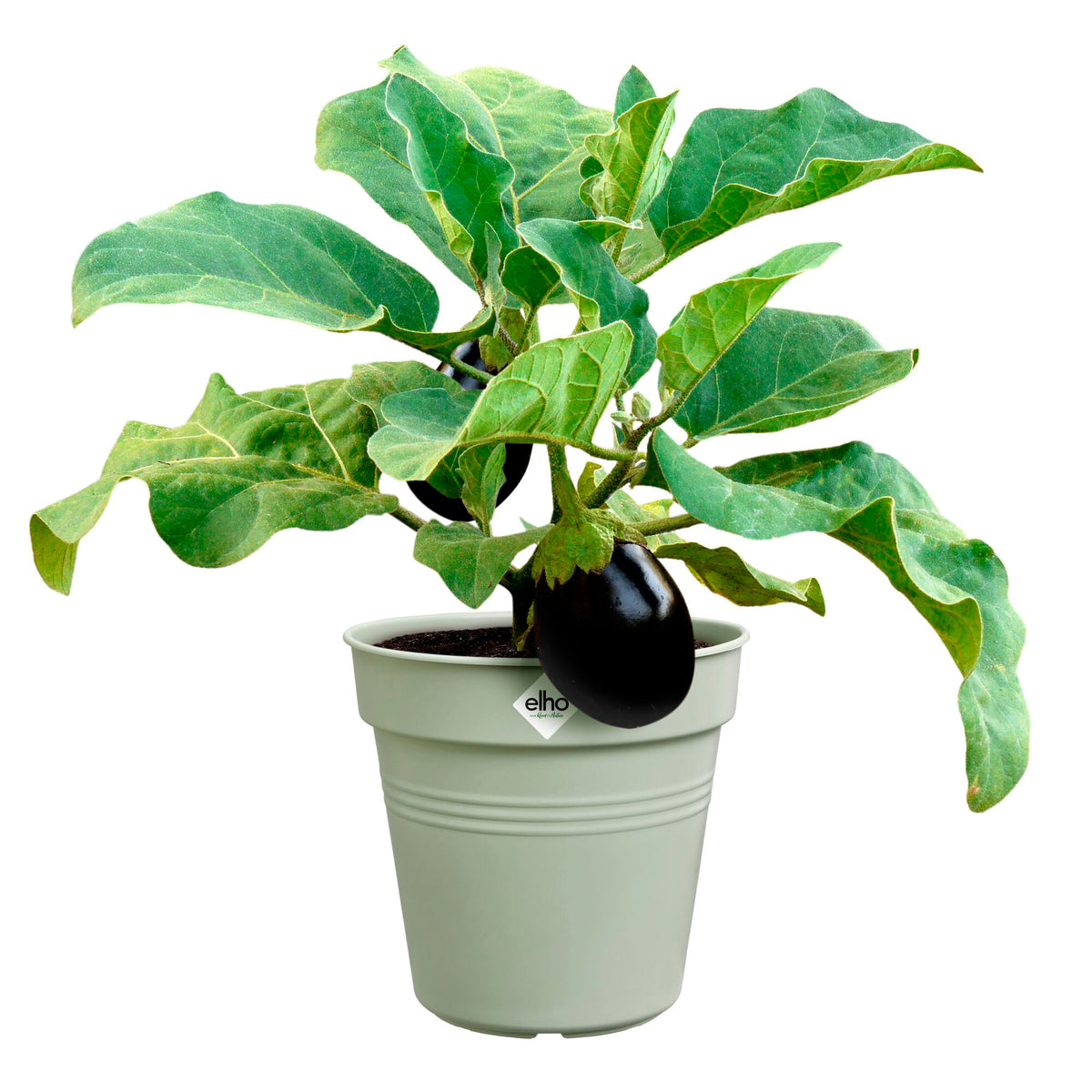 Pot de culture Green Basics Vert pierre - - Bakker