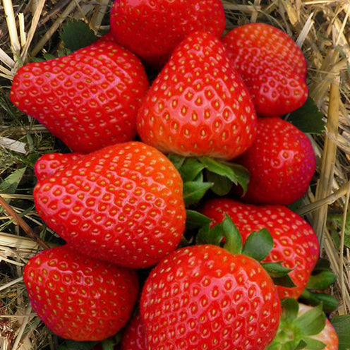 Fragaria x ananassa Sonata - Fraisier Sonata - Fraisiers
