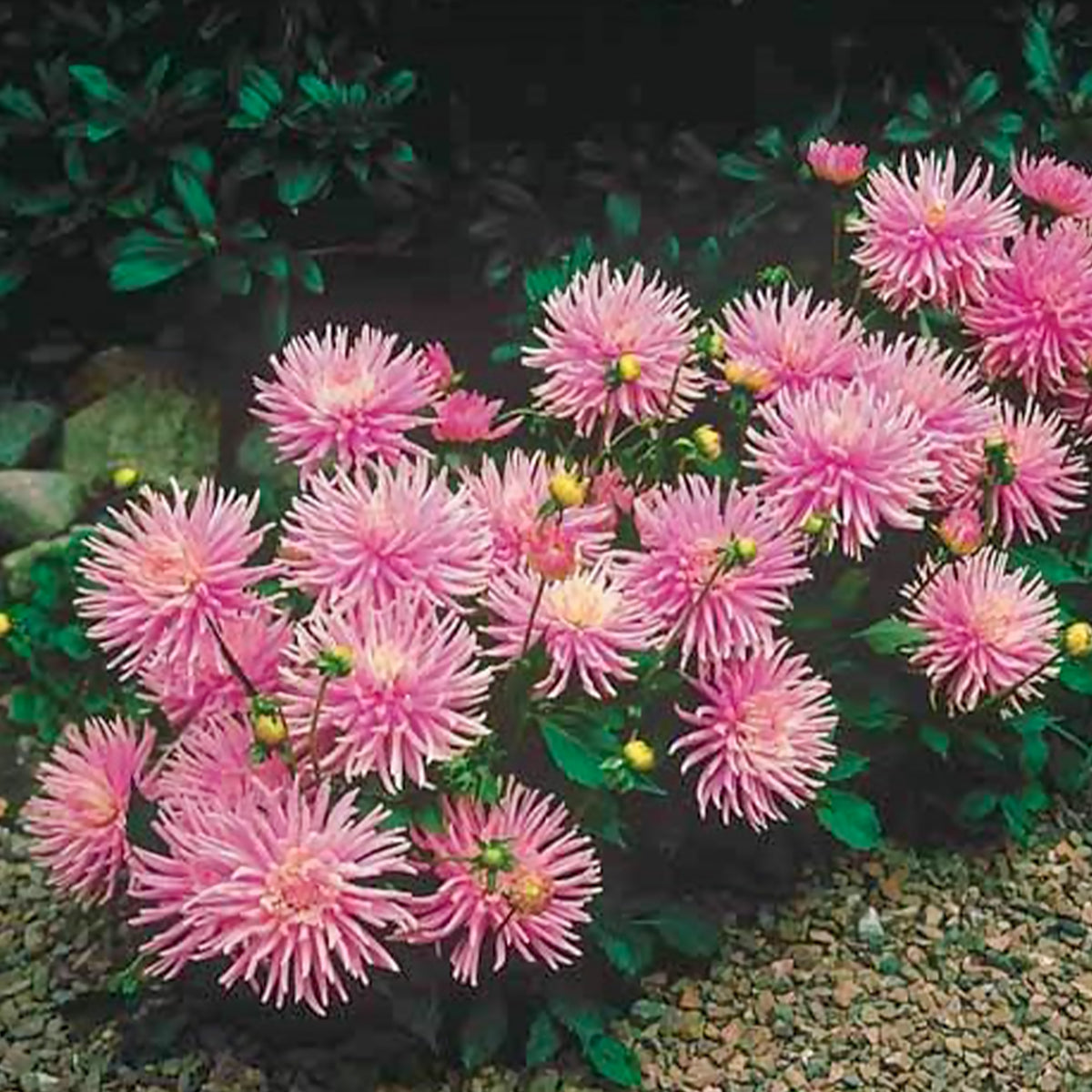 Bulbes de Dahlia - 3 Dahlias cactus nain Park Princess - Dahlia Park Princess